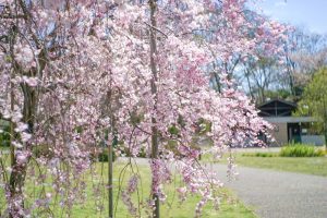 江南フラワーパーク、ネモフィラ、4月春の花、愛知県江南市の観光・撮影スポットの画像と写真