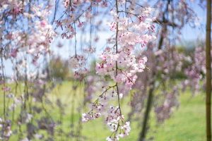 江南フラワーパーク、ネモフィラ、4月春の花、愛知県江南市の観光・撮影スポットの画像と写真