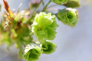 江南フラワーパーク、4月春の花、愛知県江南市の観光・撮影スポットの画像と写真