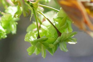 江南フラワーパーク、4月春の花、愛知県江南市の観光・撮影スポットの画像と写真