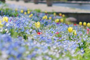 江南フラワーパーク、ネモフィラ・チューリップ、4月春の花、愛知県江南市の観光・撮影スポットの画像と写真
