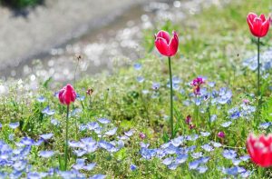 江南フラワーパーク、ネモフィラ・チューリップ、4月春の花、愛知県江南市の観光・撮影スポットの画像と写真