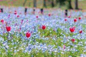江南フラワーパーク、ネモフィラ・チューリップ、4月春の花、愛知県江南市の観光・撮影スポットの画像と写真