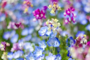 江南フラワーパーク、4月春の花、愛知県江南市の観光・撮影スポットの画像と写真