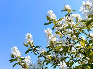 江南フラワーパーク、春の花、4月春の花、愛知県江南市の観光・撮影スポットの画像と写真