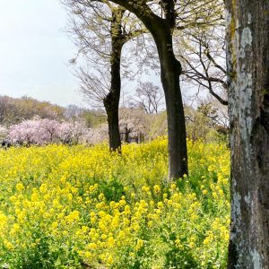 江南フラワーパーク、チューリップ、4月春の花、愛知県江南市の観光・撮影スポットの画像と写真