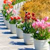 江南フラワーパーク、チューリップ、4月春の花、愛知県江南市の観光・撮影スポットの画像と写真