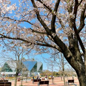 江南フラワーパーク、桜、4月春の花、愛知県江南市の観光・撮影スポットの画像と写真