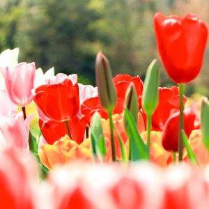 江南フラワーパーク、チューリップ、4月春の花、愛知県江南市の観光・撮影スポットの画像と写真