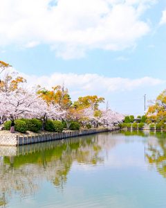 九華公園、桜並木、3月春の花、三重県桑名市の観光・撮影スポットの画像と写真