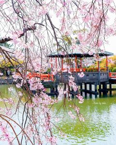 九華公園、桜並木、3月春の花、三重県桑名市の観光・撮影スポットの画像と写真