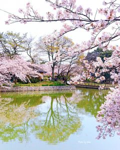 九華公園、桜並木、3月春の花、三重県桑名市の観光・撮影スポットの画像と写真