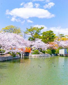 九華公園、桜並木、3月春の花、三重県桑名市の観光・撮影スポットの画像と写真