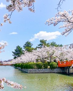 九華公園、桜並木、3月春の花、三重県桑名市の観光・撮影スポットの画像と写真