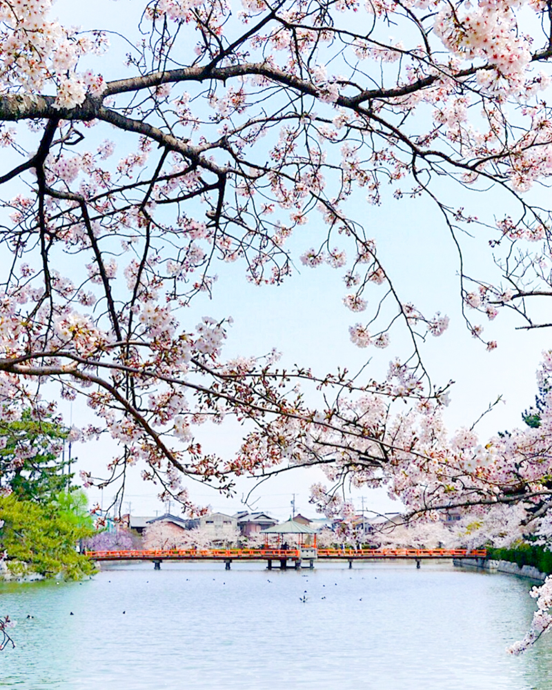 九華公園、桜並木、3月春の花、三重県桑名市の観光・撮影スポットの画像と写真