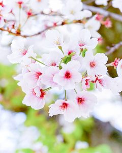 九華公園、桜並木、3月春の花、三重県桑名市の観光・撮影スポットの画像と写真