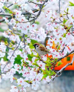 九華公園、桜並木、3月春の花、三重県桑名市の観光・撮影スポットの画像と写真