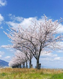 九華公園、桜並木、3月春の花、三重県桑名市の観光・撮影スポットの画像と写真