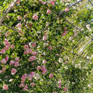 名城公園、バラ、夏の花、名古屋市北区の観光・撮影スポットの画像と写真