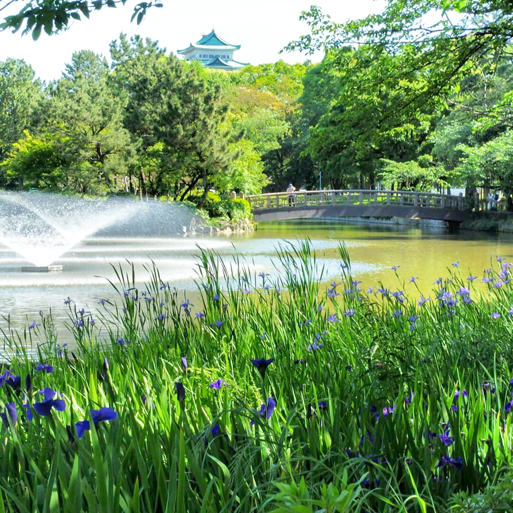 名城公園、カキツバタ、夏の花、名古屋市北区の観光・撮影スポットの画像と写真