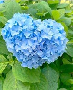 御裳神社、あじさい、6月夏の花、愛知県一宮市の観光・撮影スポットの画像と写真