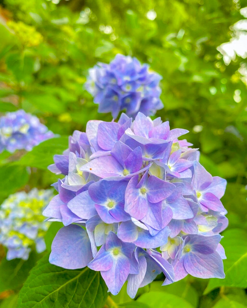 御裳神社。あじさい、6月の夏の花、愛知県一宮市の観光・撮影スポットの画像と写真