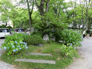 御裳神社、あじさい、6月夏の花、愛知県一宮市の観光・撮影スポットの名所