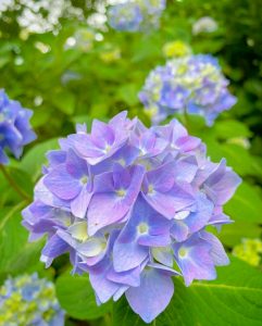 御裳神社、あじさい、6月夏の花、愛知県一宮市の観光・撮影スポットの画像と写真