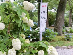 御裳神社、あじさい、6月夏の花、愛知県一宮市の観光・撮影スポットの名所