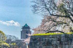 名古屋城、さくら、3月春の花、名古屋市中区の観光・撮影スポットの画像と写真