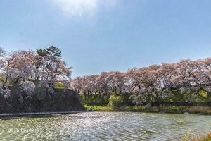 名古屋城、さくら、3月春の花、名古屋市中区の観光・撮影スポットの画像と写真