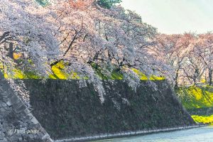 名古屋城、さくら、3月春の花、名古屋市中区の観光・撮影スポットの画像と写真