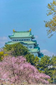 名古屋城、さくら、3月春の花、名古屋市中区の観光・撮影スポットの画像と写真