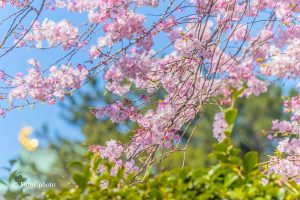 名古屋城、さくら、3月春の花、名古屋市中区の観光・撮影スポットの画像と写真
