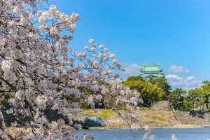名古屋城、さくら、3月春の花、名古屋市中区の観光・撮影スポットの画像と写真