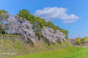名古屋城、さくら、3月春の花、名古屋市中区の観光・撮影スポットの画像と写真