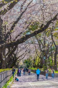 名古屋城、さくら、3月春の花、名古屋市中区の観光・撮影スポットの画像と写真
