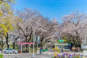 名古屋城、さくら、3月春の花、名古屋市中区の観光・撮影スポットの画像と写真