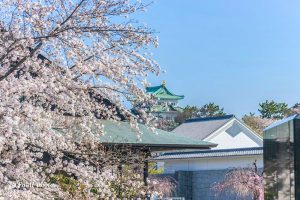 名古屋城、さくら、3月春の花、名古屋市中区の観光・撮影スポットの画像と写真