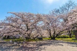 名古屋城、さくら、3月春の花、名古屋市中区の観光・撮影スポットの画像と写真