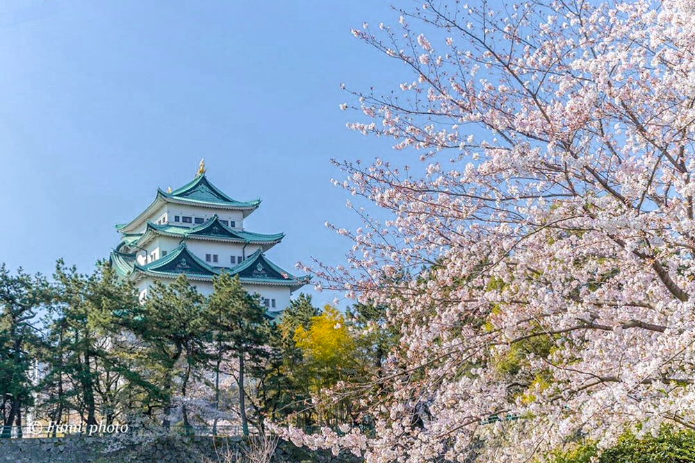 名古屋城、さくら、3月春の花、名古屋市中区の観光・撮影スポットの画像と写真