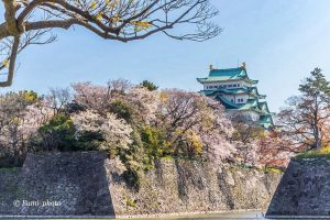 名古屋城、さくら、3月春の花、名古屋市中区の観光・撮影スポットの画像と写真