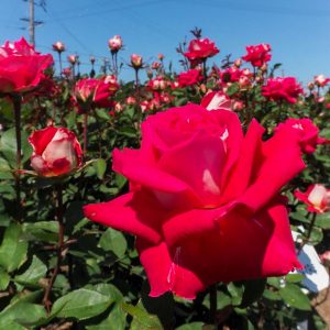 西尾憩の農園・バラ園, 5月夏の花、愛知県西尾市の観光・撮影スポットの画像と写真