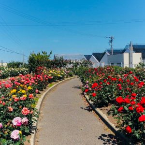 西尾憩の農園・バラ園, 5月夏の花、愛知県西尾市の観光・撮影スポットの画像と写真