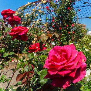 西尾憩の農園・バラ園, 5月夏の花、愛知県西尾市の観光・撮影スポットの画像と写真