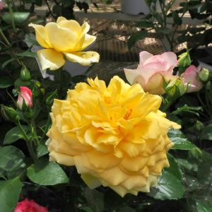 西尾憩の農園・バラ園, 5月夏の花、愛知県西尾市の観光・撮影スポットの画像と写真