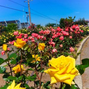 西尾憩の農園・バラ園, 5月夏の花、愛知県西尾市の観光・撮影スポットの画像と写真