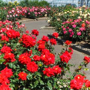 西尾憩の農園・バラ園, 5月夏の花、愛知県西尾市の観光・撮影スポットの画像と写真