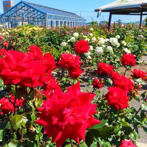 西尾憩の農園・バラ園, 5月夏の花、愛知県西尾市の観光・撮影スポットの画像と写真