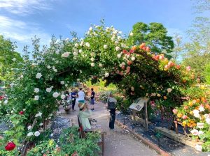 西山公園、バラ園、5月の夏の花、愛知県豊田市の観光・撮影スポットの画像と写真